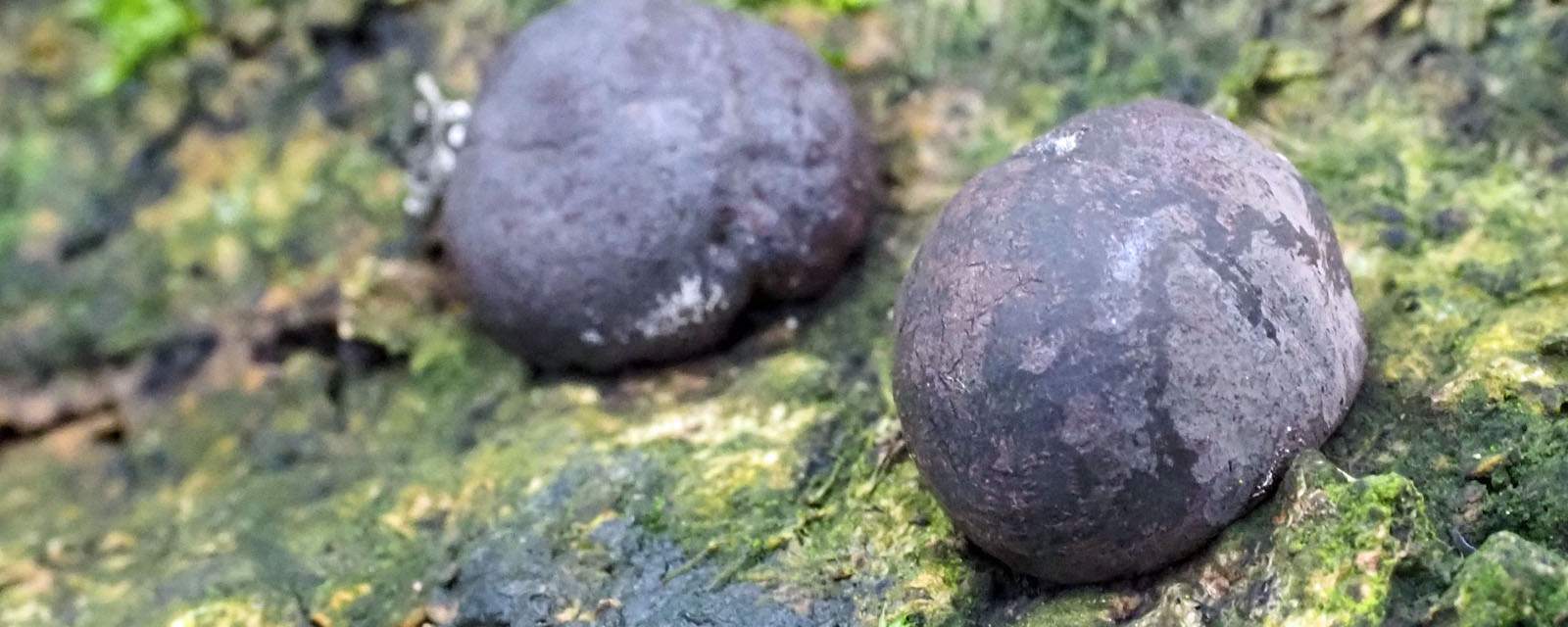 King Alfred's cakes header