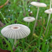 Pleated inkcap
