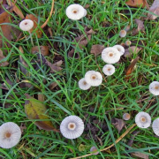 Pleated inkcap
