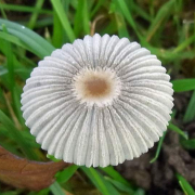 Pleated inkcap