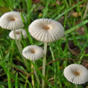Pleated inkcap