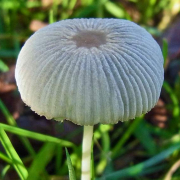 Pleated inkcap