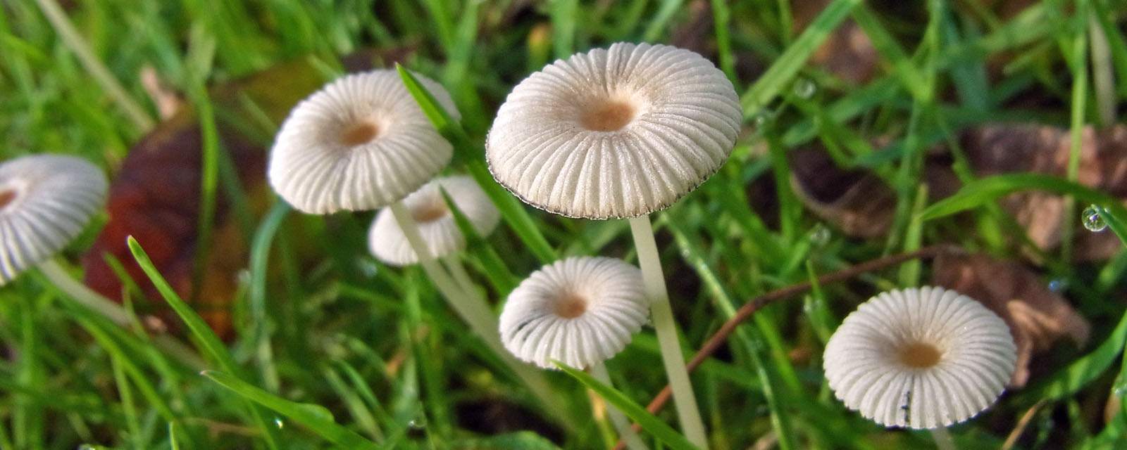 Pleated inkcap header