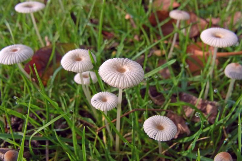 Pleated inkcap