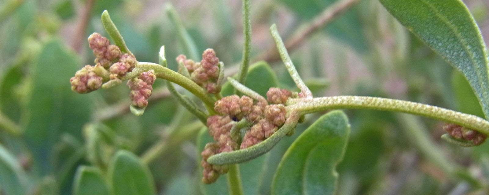 Sea purslane header
