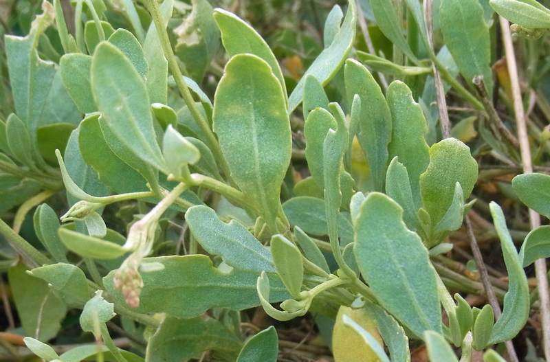 Sea purslane