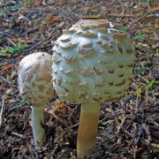 Shaggy parasol