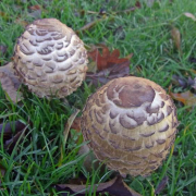 Shaggy parasol