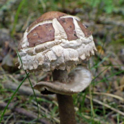 Shaggy parasol