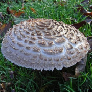 Shaggy parasol