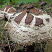 Shaggy parasol
