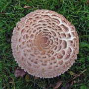 Shaggy parasol