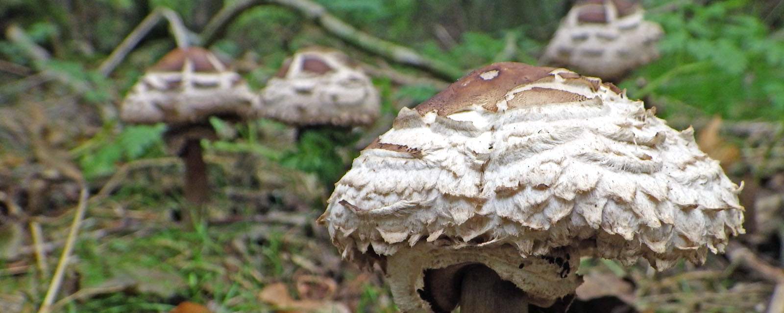 Shaggy parasol header