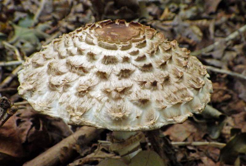 Shaggy parasol