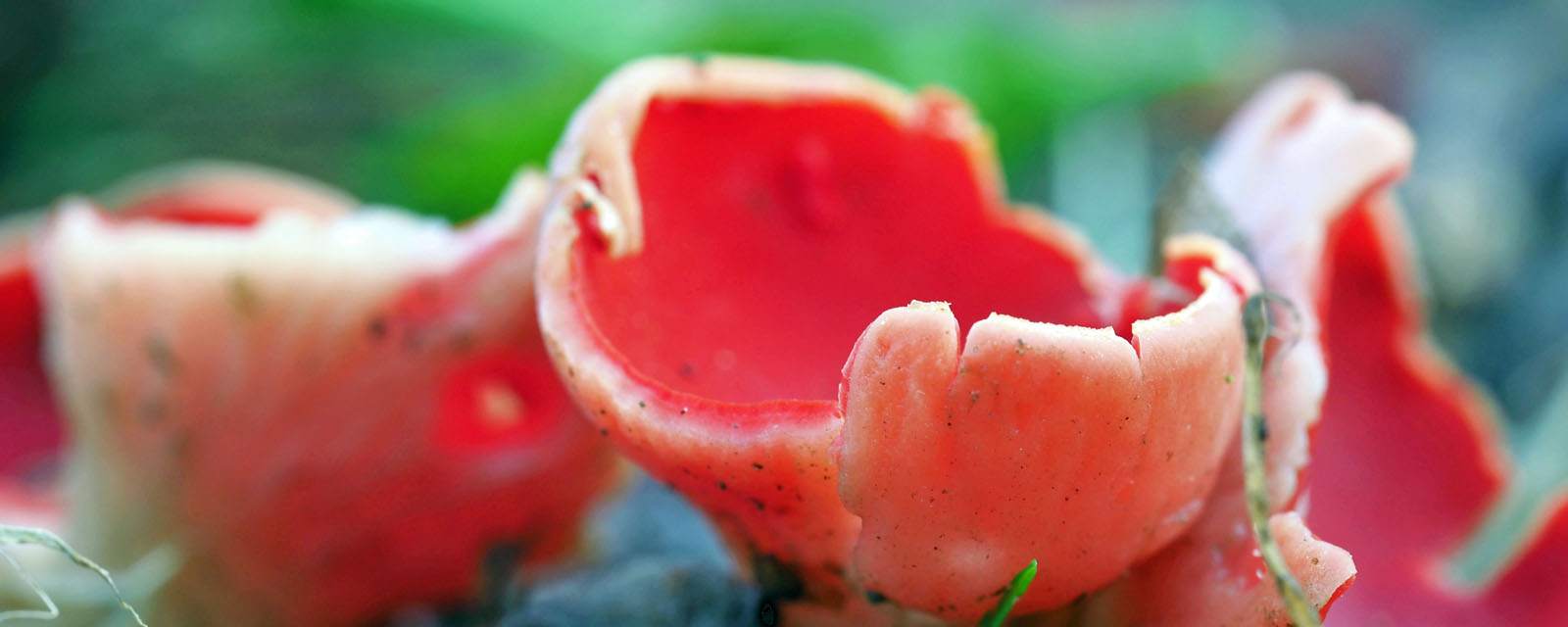 Scarlet elfcup header