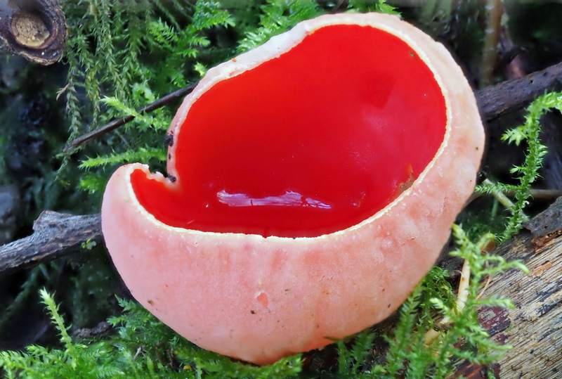 Scarlet elfcup