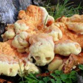 Chicken of the woods featured