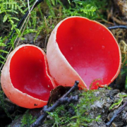 Scarlet elfcup