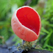 Scarlet elfcup