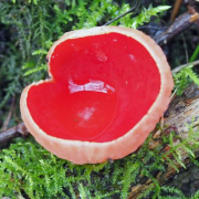 Scarlet elfcup