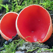 Scarlet elfcup