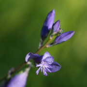 Macro image of Common Milkwort