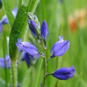 Close-up image of Common Milkwort on a chalky site