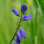 A macro image of Common MIlkwort flowers during the summertime