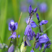 Common Milkwort in full bloom in a grassy pasture