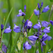 The blue flower of Common Milkwort in a sunny meadow