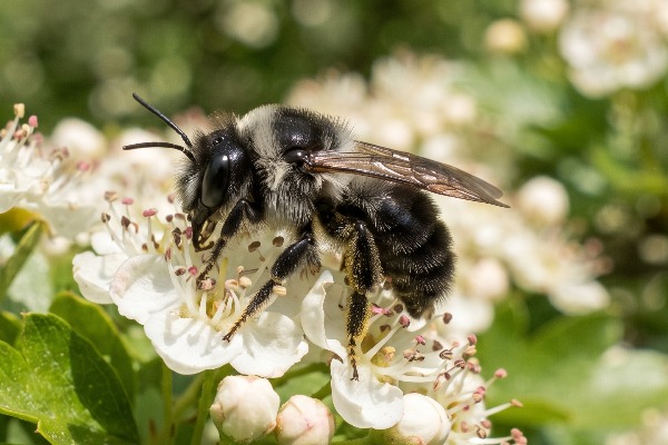 An ashy mining bee feeding on a hawthorn blossom during the early summertime