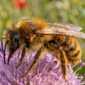 A solitary bee feeding on a scabious in a wildflower garden in the height of summertime