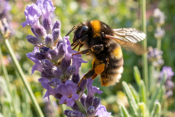 A buff-tailed bumblebee feeding on lavender