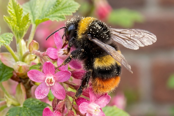 An early bumblebee feeding in the spring time in the UK