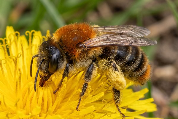 An early mining bee feeding on a bright yellow dandelion flower during the British summertime