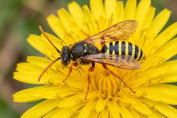 A goodens nomad bee feeding on a dandelion flower