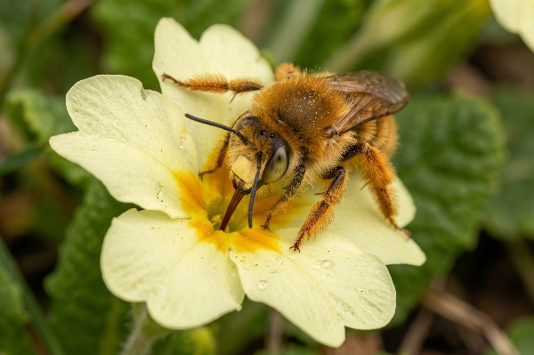 A hairy-footed flower bee feeding on a primrose.