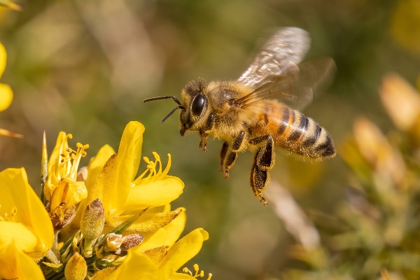 A honey bee landing on a gorse flower on a coastal site