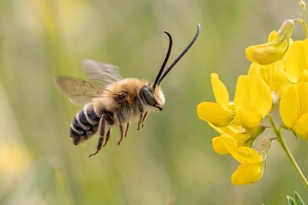 A macro image of a male long-horned bee (Eucera longicornis) about to visit a meadow vetchling in a wildflower pasture.