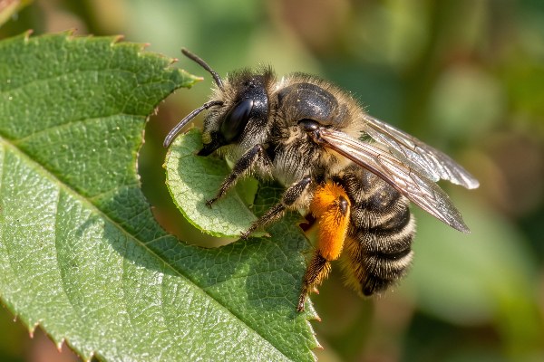 A female patchwork leafcutter bee at work on a rose leaf