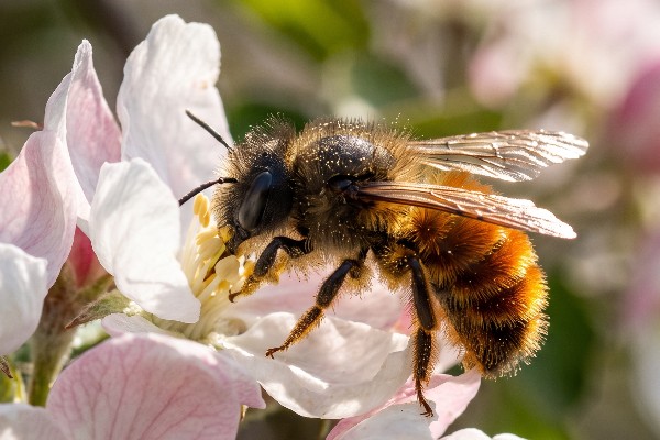 A close up image of a female Red Mason Bee (Osmia bicornis) gathering pollen on apple blossom flowers