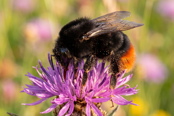 A red-tailed bumblebee feeding on common knapweed