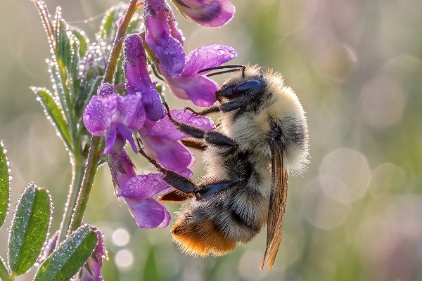 A macro image of a shrill carder bee feeding on a tufted vetch in the early morning dew in a wildflower meadow