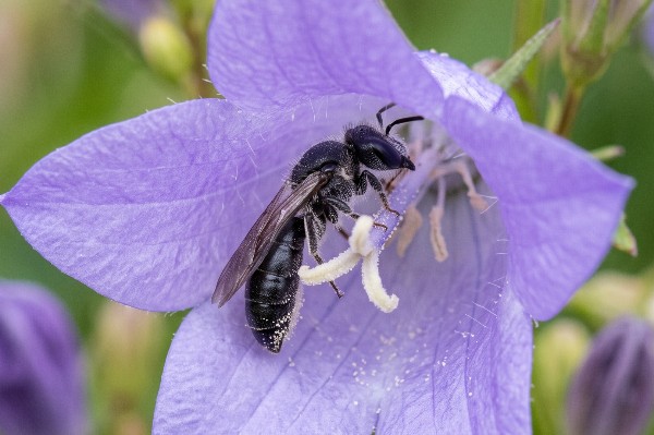 A small scissor bee (Chelostoma campanularum) collecting pollen from a bellflower during the summertime in the UK.