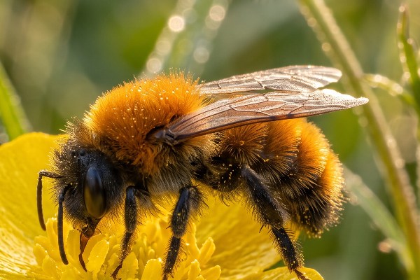 A tawny mining bee feeding on a buttercup in the early morning dew
