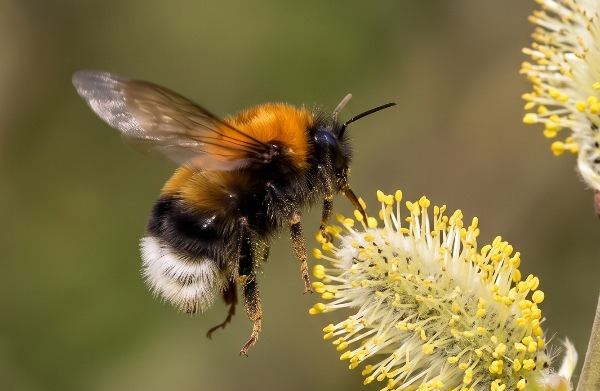 A tree bumblebee about to land on a willow catkin