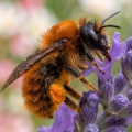A mason bee feeding on a lavender flower