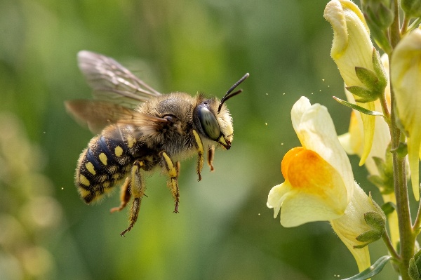 A wool carder bee landing on a toadflax flower